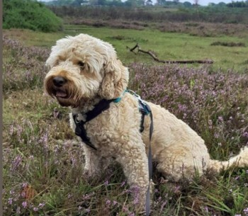 millypod1's tweet photo. π12 AUG 2023 #Lost COOKIE #ScanMe #Tagged
Apricot Cockerpoo Male. PLEASE SHARE.
Main Road #EastBoldre #Brockenhurst #Hampshire #SO42
https://t.co/AlPpJtLD1j https://t.co/STdQwlp3XQ