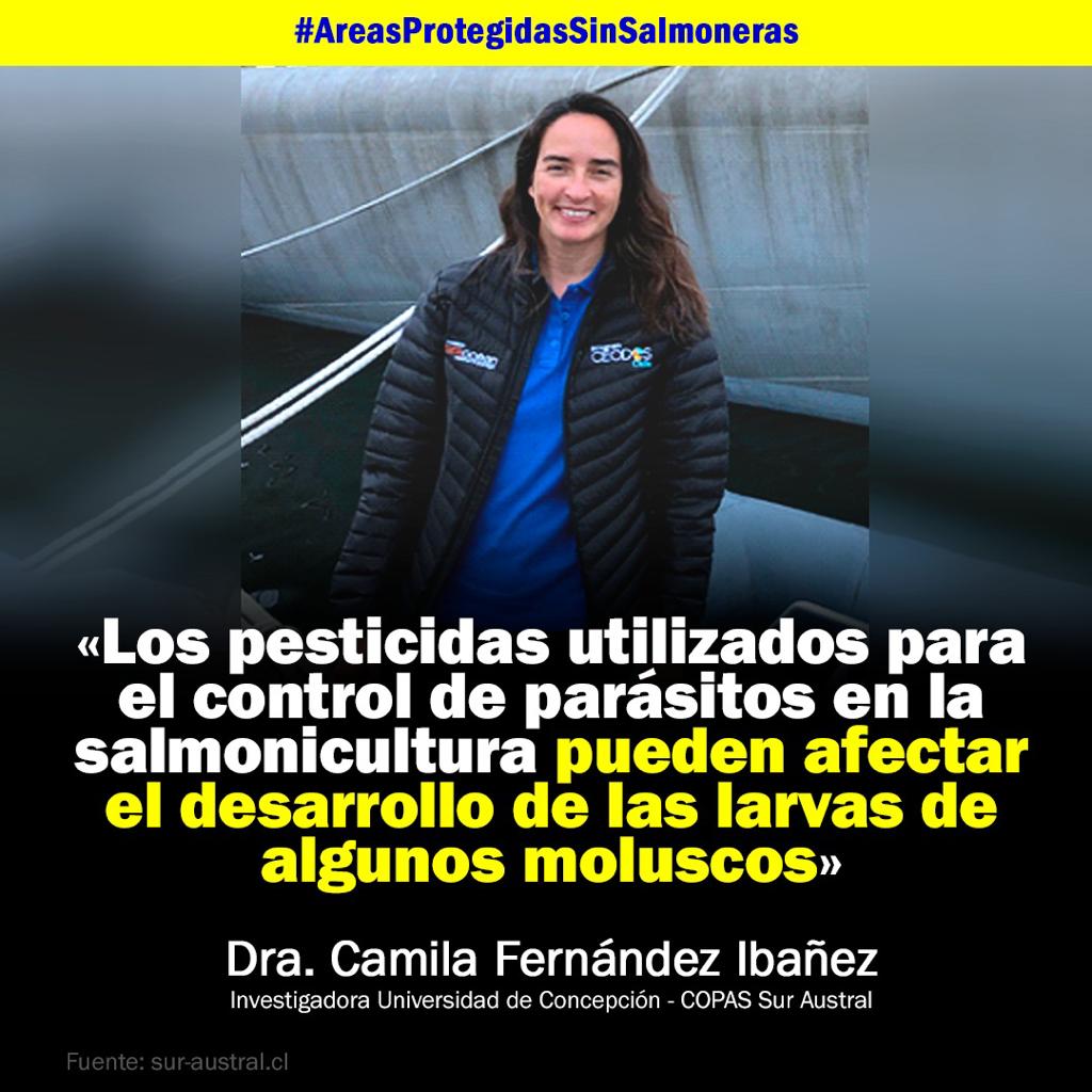Los pesticidas usados por la industria salmonera afectan la vida de otras especies. El desarrollo de larvas es clave para sostener la vida marina y con ello también las economías locales , pesca artesanal, comunidades del borde costero.

<a href="/NaturaUdec/">Natura Udec</a> <a href="/COPASCoastal/">COPAS Coastal</a> <a href="/Felixecologista/">Félix González</a>