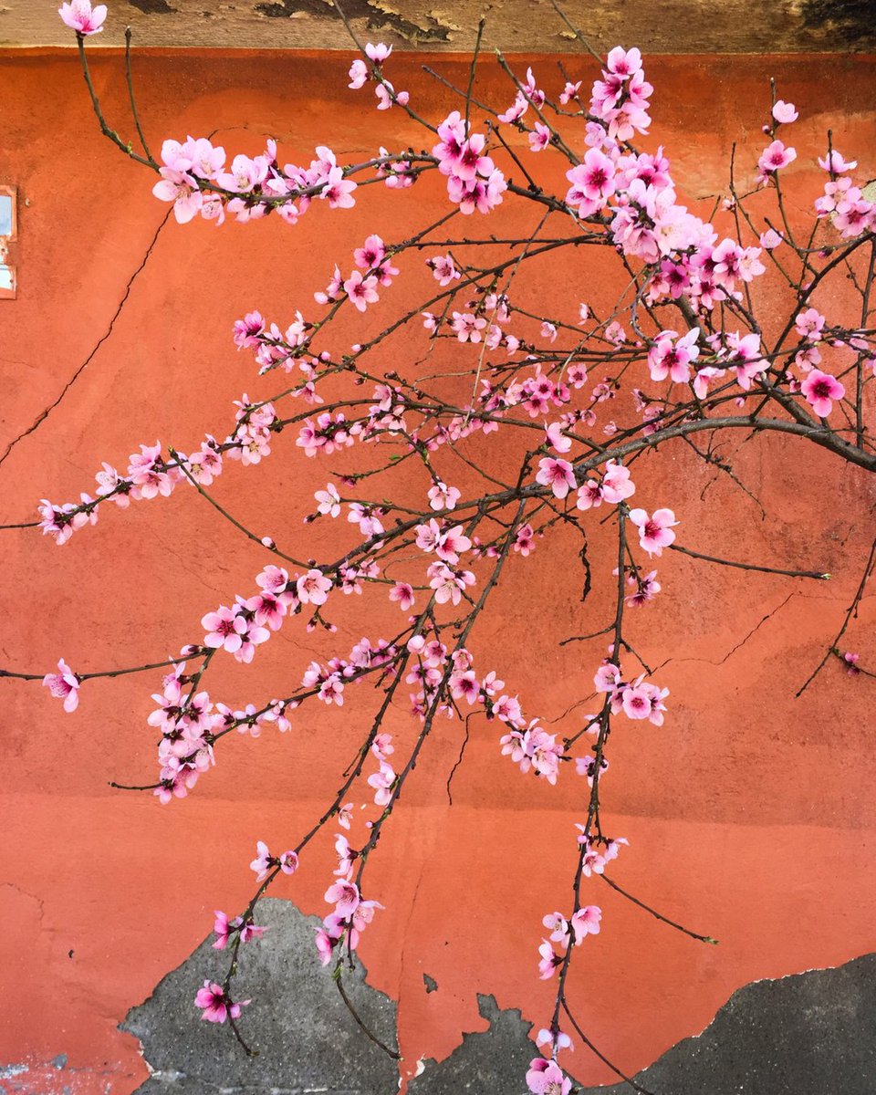 showroom1122's tweet photo. “She beats to the beauty of her wildflower heart and seashore soul.” – Angie Weiland-Crosby https://t.co/ILpUYGUBOp