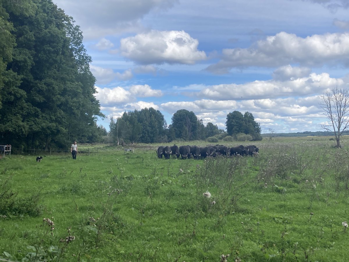 Terveisiä Ängsholmenista, käytiin tapaamassa pohjoismaisia puhvelitilallisia ja diskuteerattiin, maistettiin mahtavia tilan puhvelijuustoja sekä vesipuhvelinmaitoa. Laitanpa hauskan tiivistelmän seuraavana puhvelien tilanteesta eri Pohjoismaissa  1/x