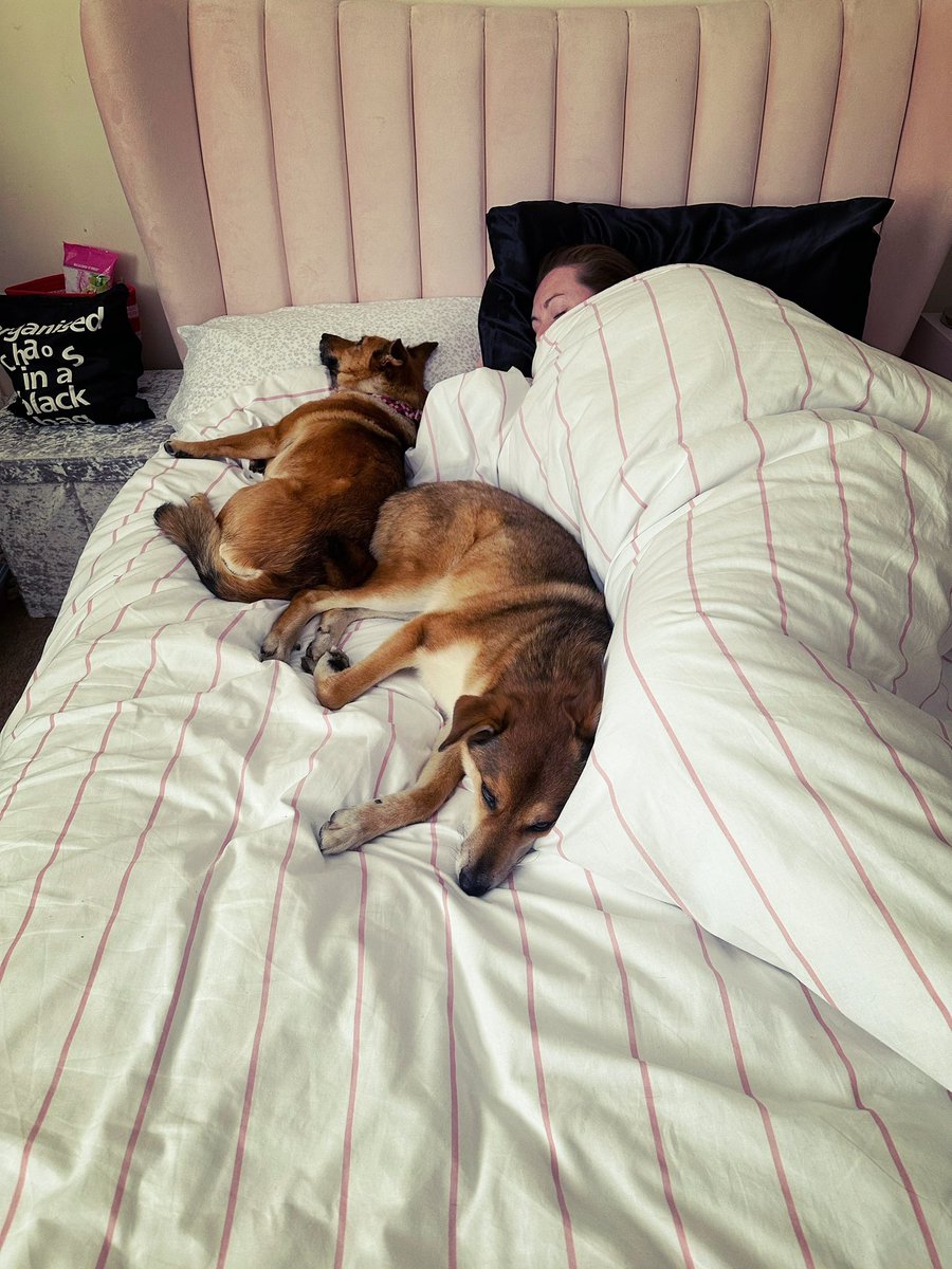 MicahAndFreya's tweet photo. @Phil_Sledge Human housekeeper and pawrent was taking up too much space but we squeezed in 🐕🐕 https://t.co/agyItovFfO