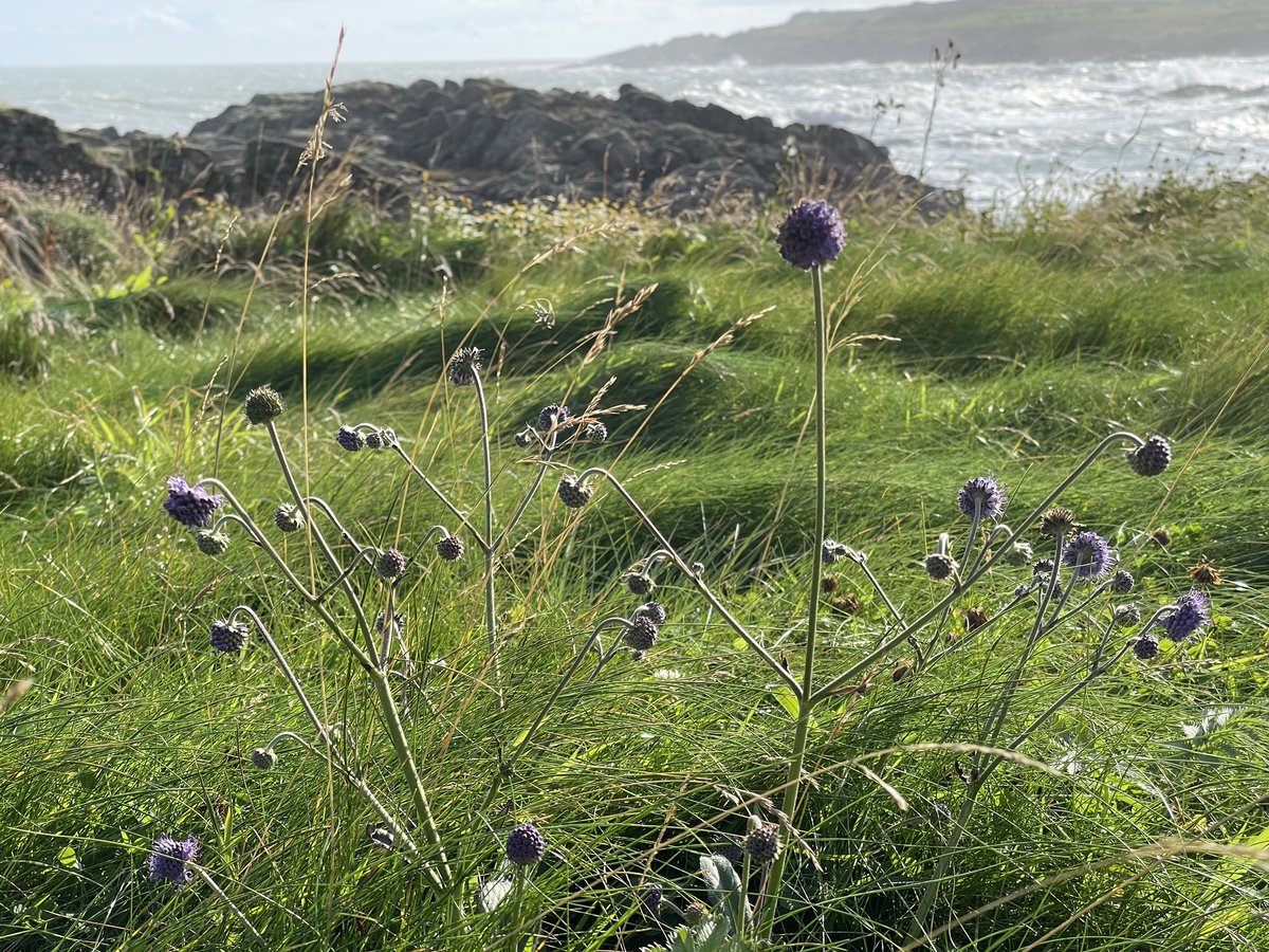 organicbotanic's tweet photo. 7 mile walk to #StPatricksWell along #Sheepland Walk, #Ardglass to find Sea Aster, Devil’s Bit Scabious, Scented Mayweed #ByTheSea
#WildflowerHour @wildflower_hour @BSBIbotany @botany_beck @BSBI_Ireland @Irishwildlife @UlsterWildlife @Love_plants @WildFlowerSoc https://t.co/sEumoIT0m3