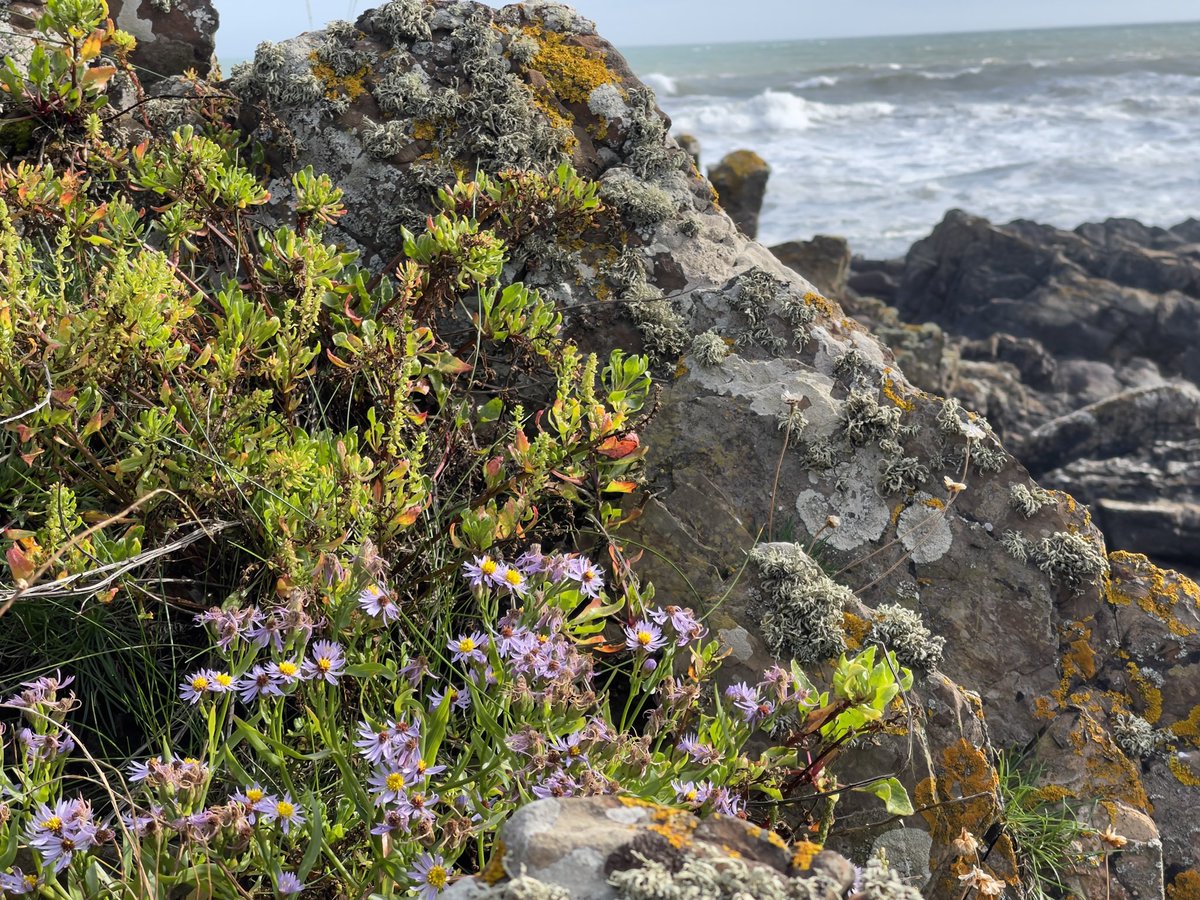organicbotanic's tweet photo. 7 mile walk to #StPatricksWell along #Sheepland Walk, #Ardglass to find Sea Aster, Devil’s Bit Scabious, Scented Mayweed #ByTheSea
#WildflowerHour @wildflower_hour @BSBIbotany @botany_beck @BSBI_Ireland @Irishwildlife @UlsterWildlife @Love_plants @WildFlowerSoc https://t.co/sEumoIT0m3