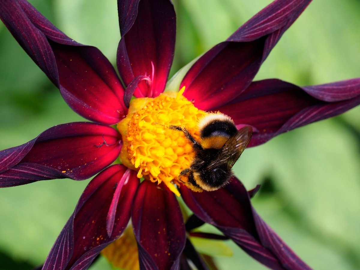 Lots of different stuff this weekend. I wasn’t driving the Porsche Cayman, just watching family. #porsche #thruxton #kingstonlacy #nationaltrust #breakfast