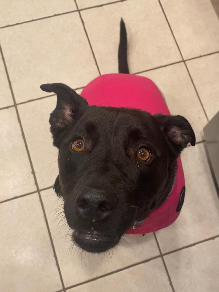 kanespock's tweet photo. Lucy the Goose, our 6 year old lab/pit, in her @ThunderShirt and ready for #Hilary. #StormWatch #anxiety #puppers https://t.co/YAckTTy2fy
