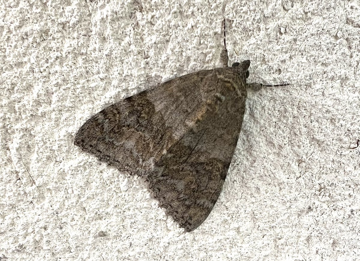 Chris Packham tweet media