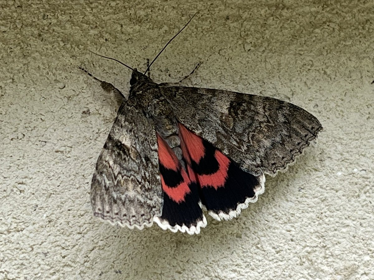 Chris Packham tweet media