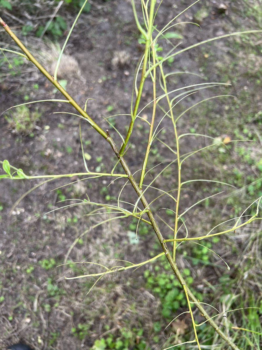 Chris Packham tweet media