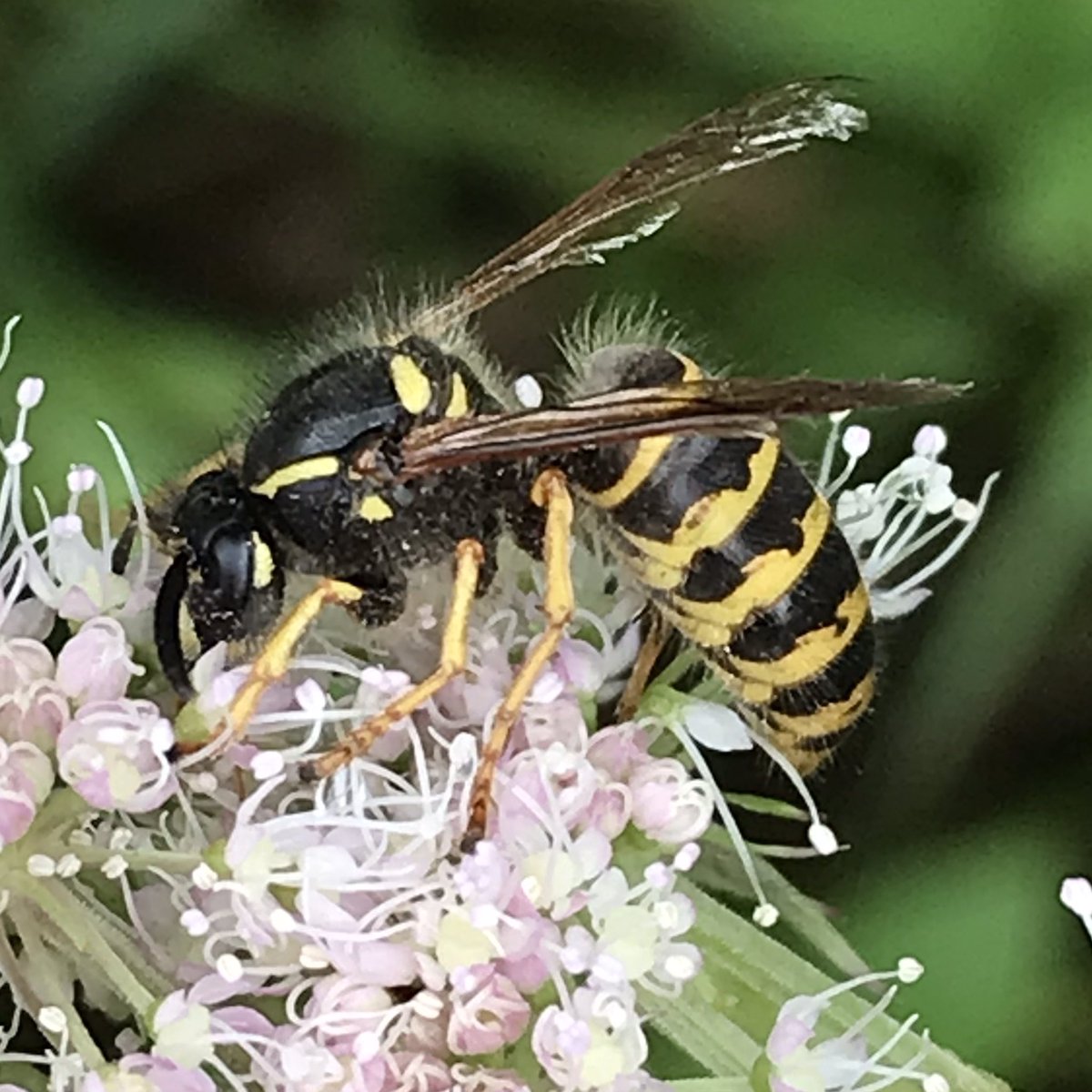 Penny4It's tweet image. I’ve been snapping photos of #wasps too, recently, they’re fascinating #invertibrates