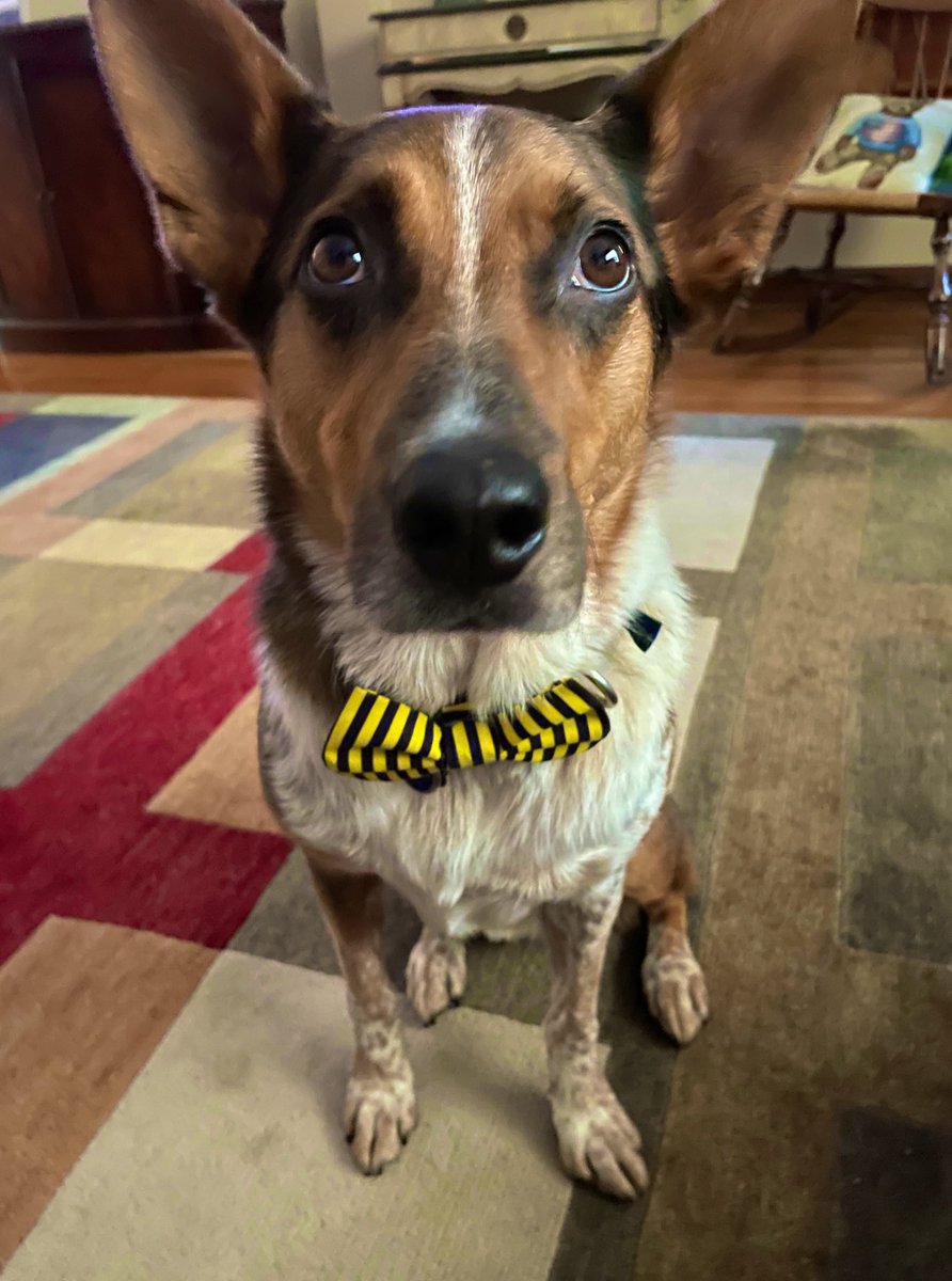 Day 13 “Steak” Hoooowl I Heard Mom Talk About “Steak” Drooling!🥩I Thought After My Bath and My New Black &amp; Yellow Stripe Bee Bow Tie, I’d Be Eating “Steak!” Drooling 🥩😂💦🐶🐝 #PhotoChallenge2023August #NationalFiletMignonDay #dogsofX #catsofX #ZSHQ #sundayvibes