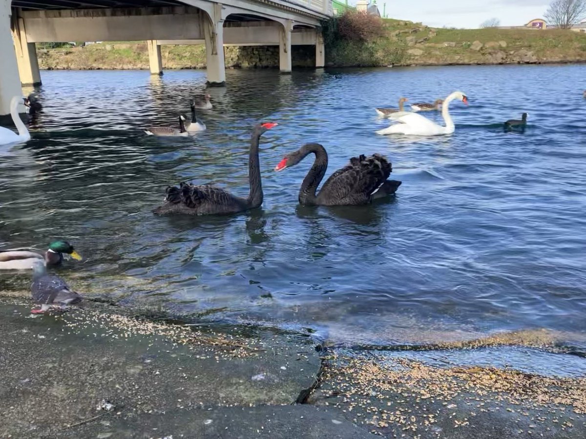 Polly Possible . Ostomy life for me . tweet media