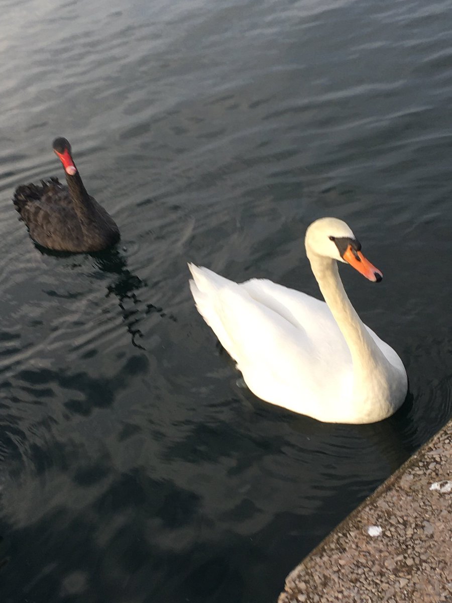 Polly Possible . Ostomy life for me . tweet media