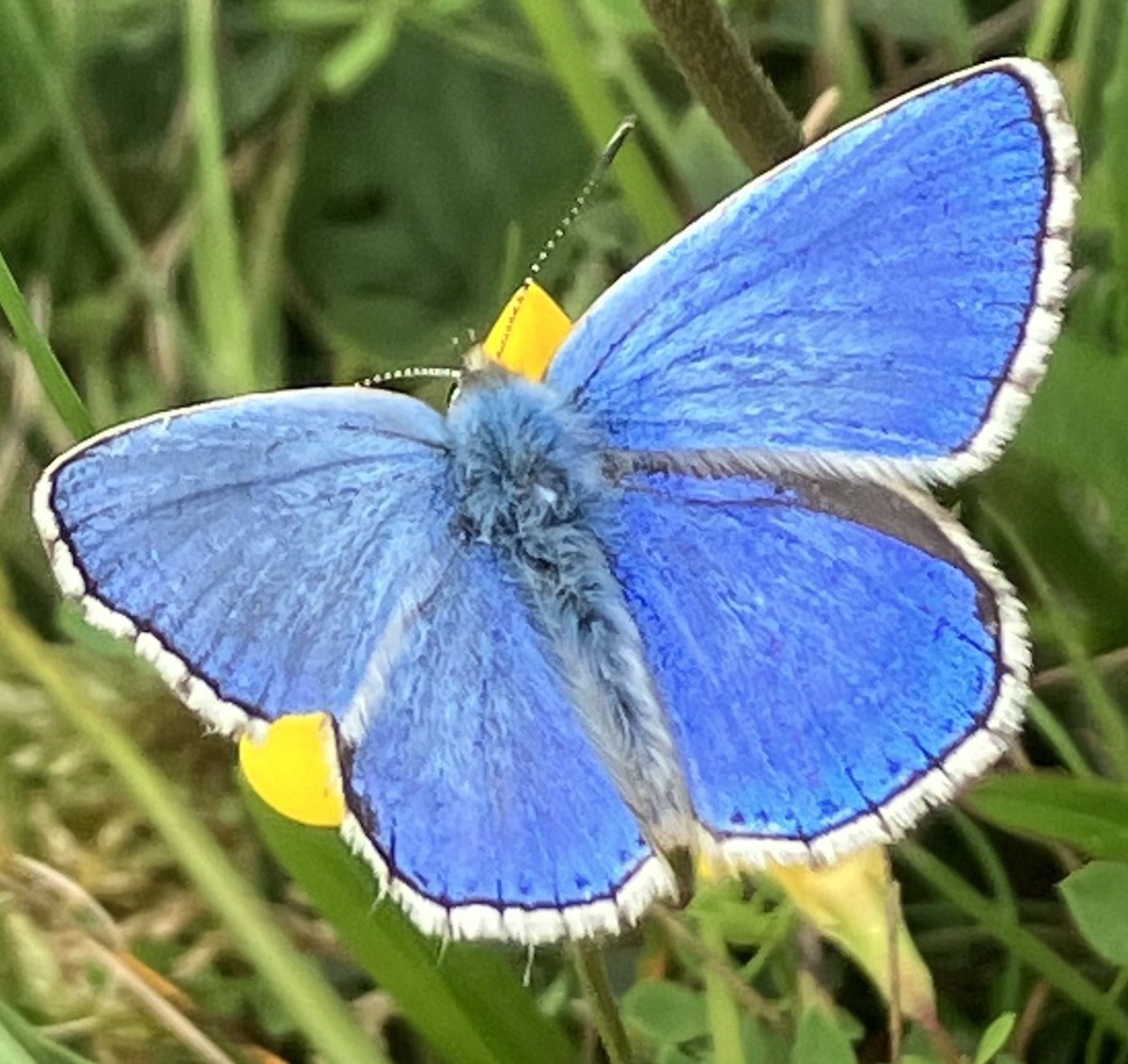 jane_newdick's tweet photo. Lots of very fresh Adonis Blues on Giant Hill today ⁦@BC_Dorset⁩ https://t.co/tzA5mWaMkt