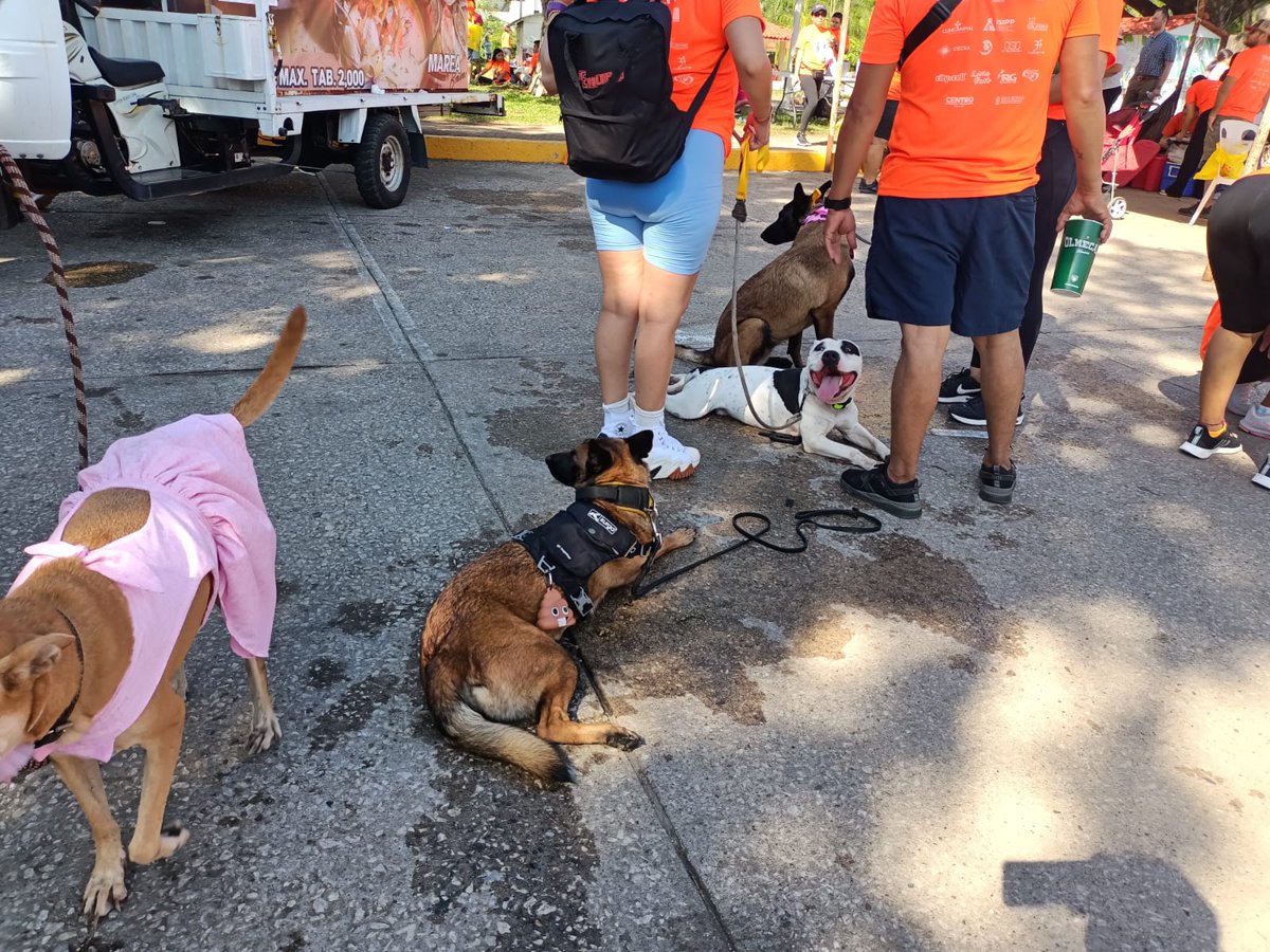 xevtfm's tweet photo. #EnFotos 🚿🐾 ¡Hora de refrescarse!
🐕🐕🦺 Lomitos toman un descanso luego de la actividad física en la #Caninata 2023 https://t.co/NdkuatuvQO