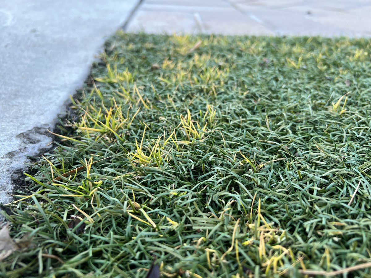 TurFresh's tweet photo. Weed removal is part of our service. HOWEVER! We DO NOT use any weed killer.  PSA. Dangerous for kids and pets.  Please share with anybody who has turf, children and or dogs. #turfresh #weedsinturf #howtocleanturf #turfcleaning #peturf #artificialgrass https://t.co/5yzbzDK6N1