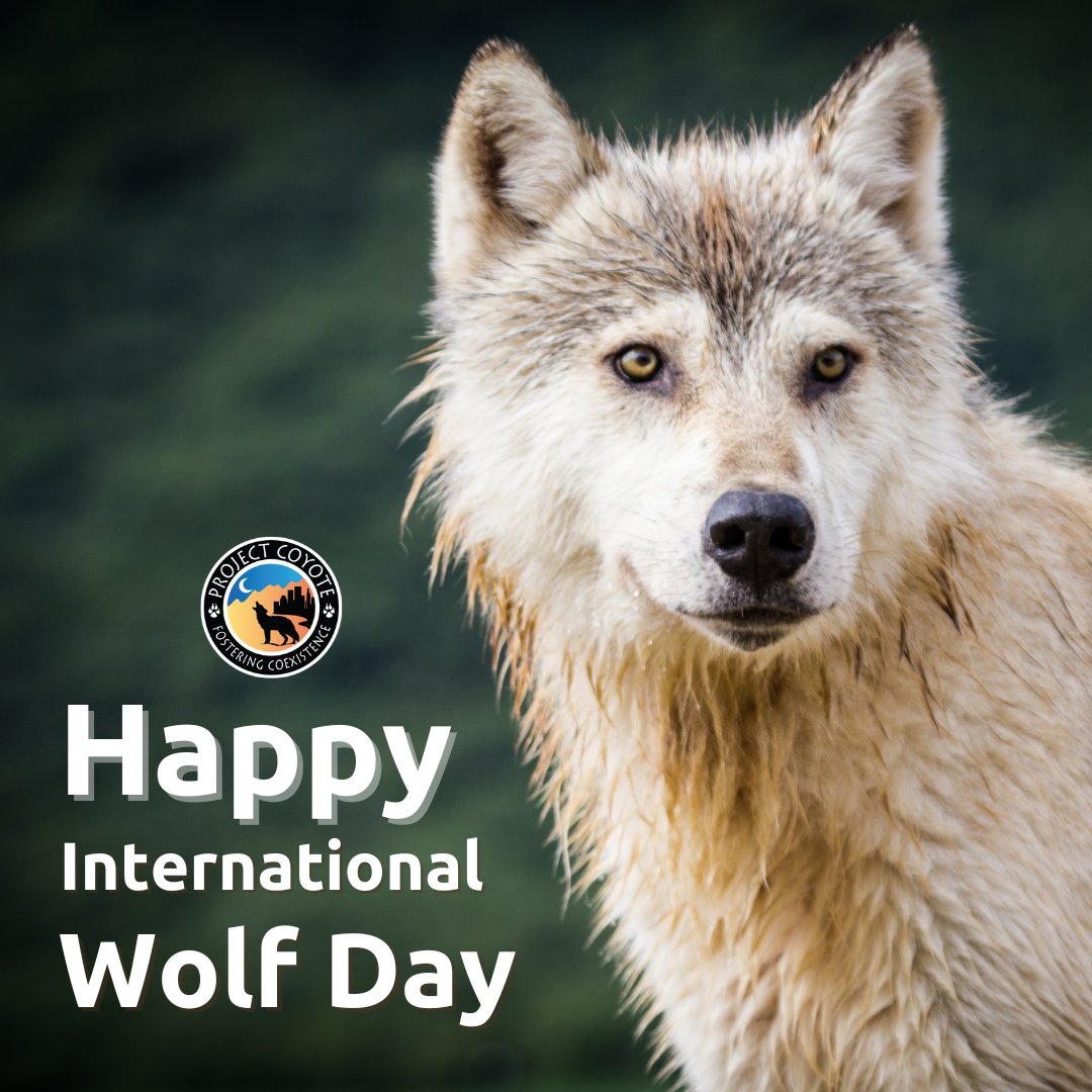 🌍🐺Happy International Wolf Day! 🐺🌍

Today, we commemorate the incredible ecological impact of wolves as biodiversity boosters and the intrinsic value of each individual wolf. 

#ProtectAmericasWolves #RelistWolves #InternationalWolfDay #WorthMoreAlive

📷 NPS | D. Kopshever