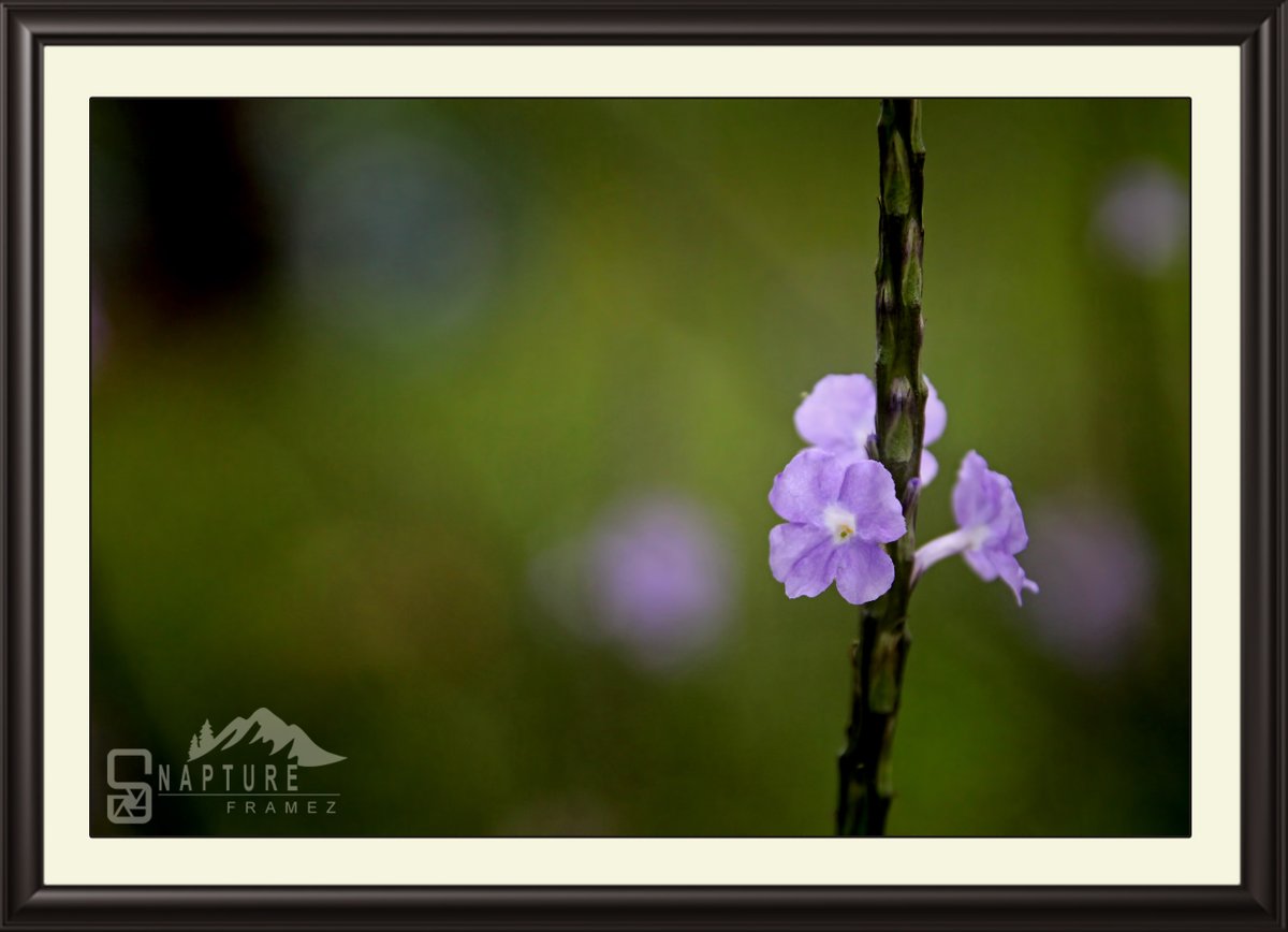 viswaprem_ca's tweet photo. Porter Weed

#flower
#blueflower
#weed
#porterweed
#porterweedflower
#flowerchallenge
#flowerphotography
#flowerbackground
#nature
#flowerwallpaper
#backgroundpicture
#greencolor
#naturephotography
#heavenonearth
#naturelovers
#photograhers
#natgeo
#canonindiaphotography https://t.co/ISbACfgx7c
