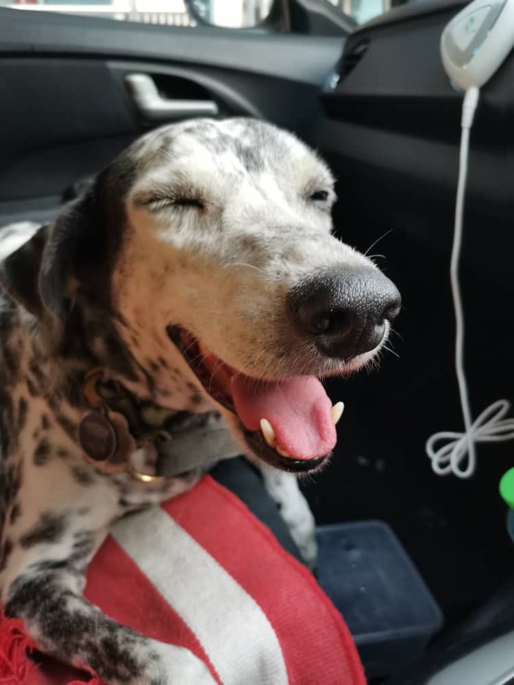 Shiaulee's tweet photo. One year from now, i will probably at home and stay with this silly girl for good. I am leaving my career in middle east for her. https://t.co/Zm4ulUQThe