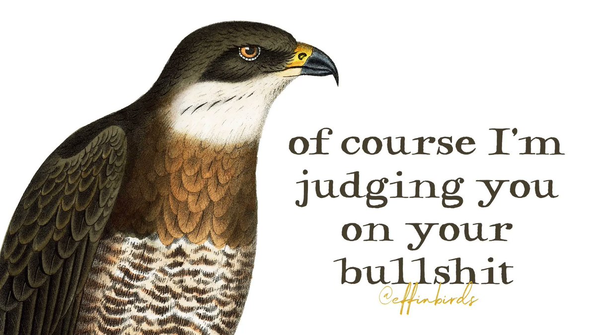 Effin' Birds (@effinbirds) on Twitter photo 