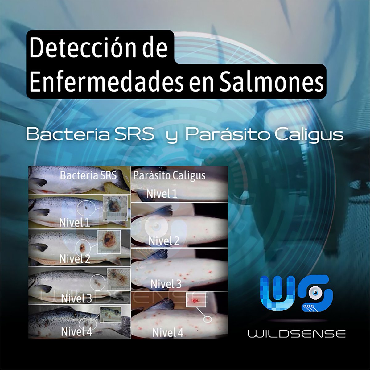 WildsenseL's tweet photo. Detección de Enfermedades y Control y diferenciación de Pellets respecto a la Salmonicultura Oceánica:  

ØDetección de Enfermedades SRS y Caligus 
ØControl y Diferenciación de Pellets con Fecas de salmón   

¡Contáctanos para resolver tus dudas o consultas!  

#salmonicultura https://t.co/pYQ7cYDGXt