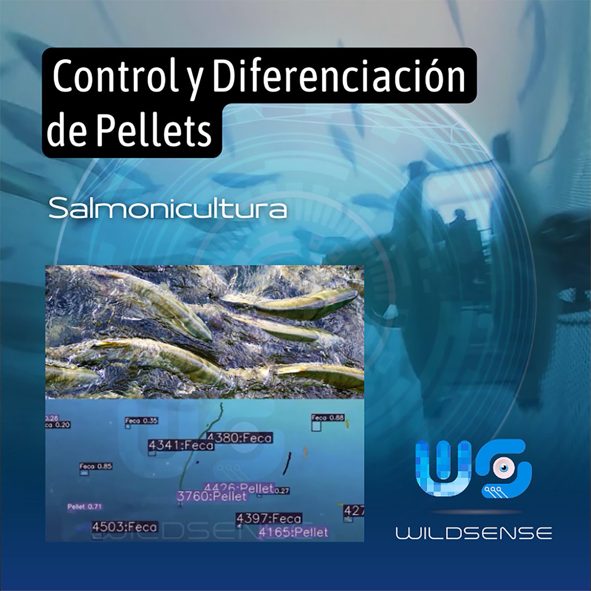 WildsenseL's tweet photo. Detección de Enfermedades y Control y diferenciación de Pellets respecto a la Salmonicultura Oceánica:  

ØDetección de Enfermedades SRS y Caligus 
ØControl y Diferenciación de Pellets con Fecas de salmón   

¡Contáctanos para resolver tus dudas o consultas!  

#salmonicultura https://t.co/pYQ7cYDGXt