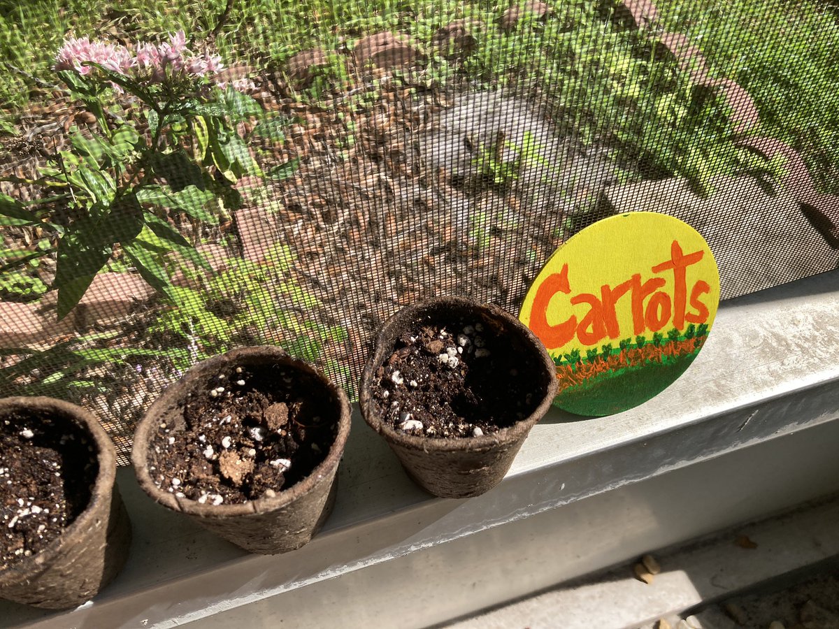 LivingOutEast's tweet photo. Future carrot patch #growing https://t.co/GU0pXNWOwn