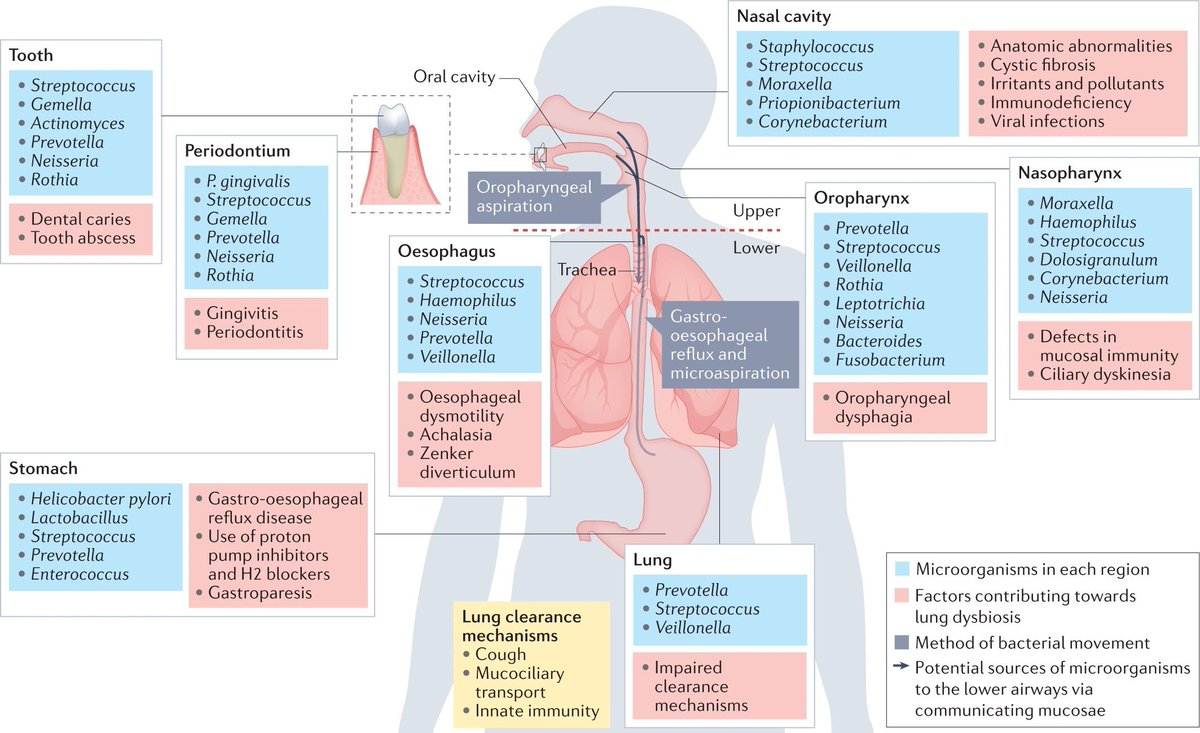 Normal microbiota of the respiratory and proximal gastrointestinal tracts, and factors that contribute to dysbiosis doi.org/10.1038/s41579…