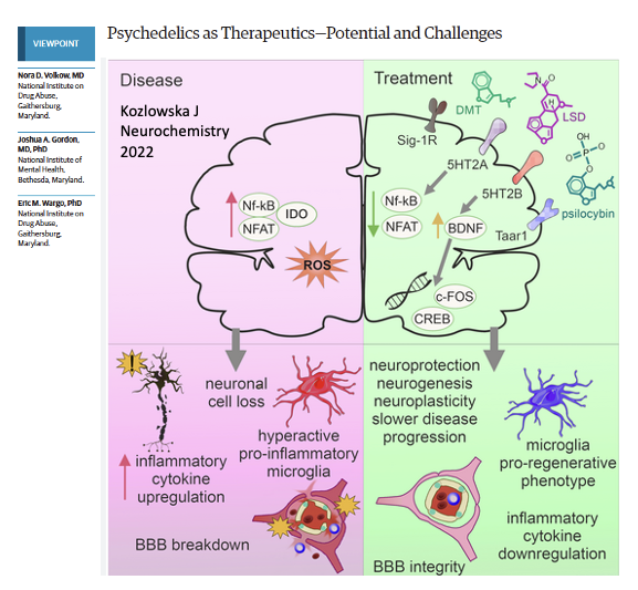 Michael Okun (@michaelokun) on Twitter photo Everyone is excited about the potential for psychedelic treatment of Parkinson's and neurodegenerative diseases. Read this new piece <a href="/JAMAPsych/">JAMA Psychiatry</a> which outlines the challenges including the need for the treatment to be available to 'all.'
'Classic psychedelics like psilocybin, Everyone is excited about the potential for psychedelic treatment of Parkinson's and neurodegenerative diseases. Read this new piece <a href="/JAMAPsych/">JAMA Psychiatry</a> which outlines the challenges including the need for the treatment to be available to 'all.'
'Classic psychedelics like psilocybin,