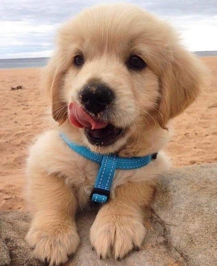 algún día voy a criar a un golden con el amor de mi vida