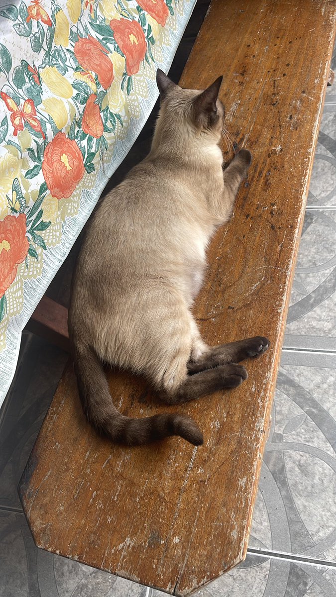 Vida de gato pelo domingo dos dias dos pais já com seu lugar escolhido kk