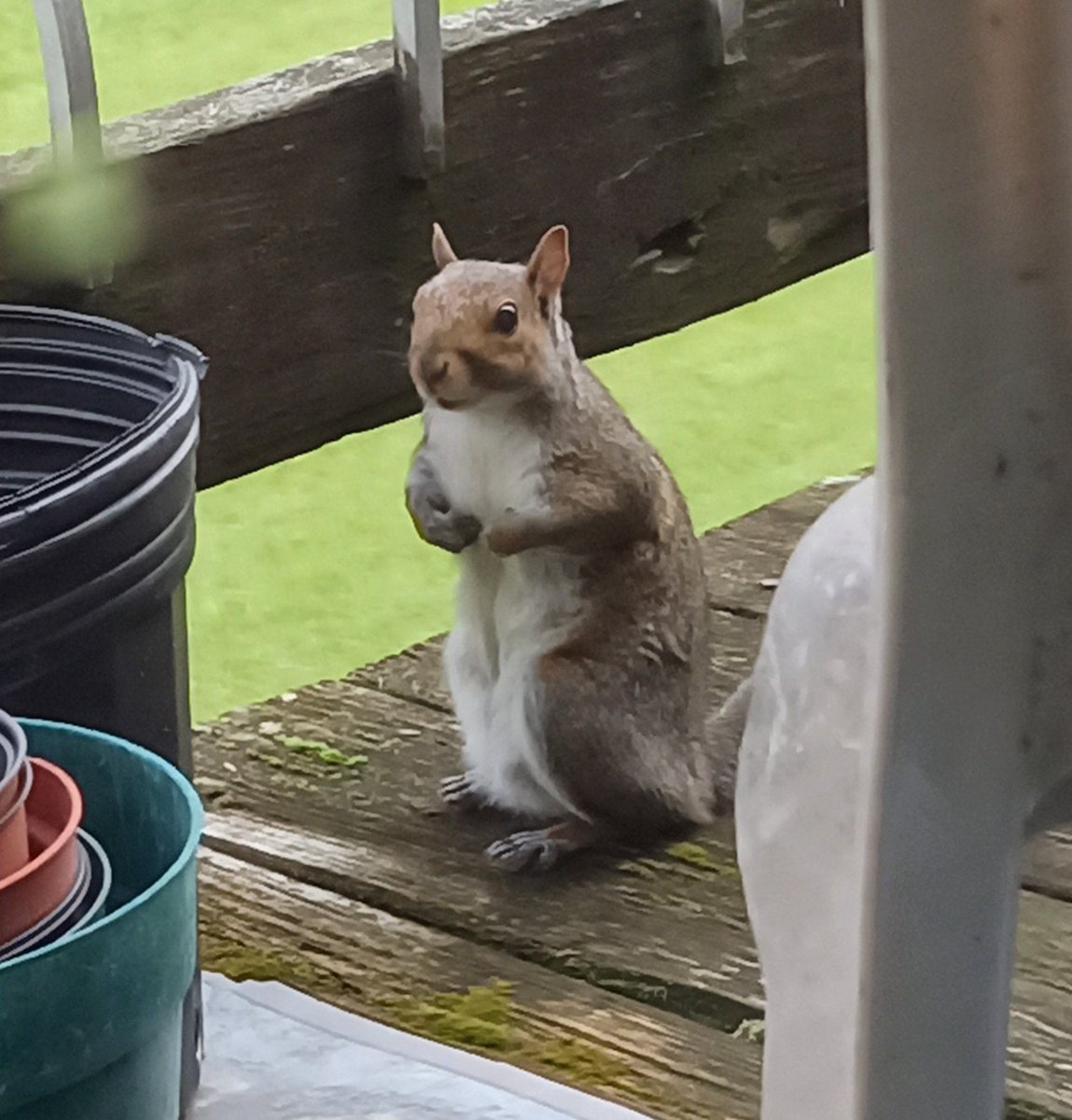 #ZSHQ <a href="/catsrule0/">Lucky and Angel Marie Choo Choo, married to Chalky</a> <a href="/dora_nlk/">Dora K</a> <a href="/parham1961/">jackie parham</a> <a href="/LBisaillon/">Chowsie</a> <a href="/bloomNight2/">Kira 🌻🌻🌻</a> <a href="/marisbellamy1/">Maris Bellamy</a> <a href="/LindsayPH/">Lindsay Rollin</a> <a href="/Vanessaandcats1/">Vanessa Taylor</a> <a href="/GailCarangelo/">Gail K. Carangelo</a> <a href="/MauSupercat/">House of Mau</a> <a href="/Palmolive_S_Pan/">Palmolive</a> <a href="/JennyNicholas4/">Jenny,Saffy,Tigger,Fizbo an Twerp da Canary</a>.  Mr Chonky posed for me today. Good job 🐿️