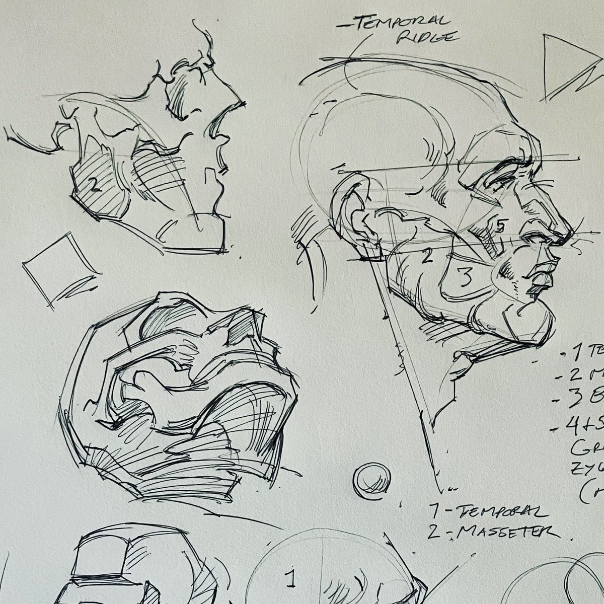 saqomolo's tweet photo. Morning Bridgman studies!  #bridgman #skulls #ballpointpen #sketchbook #Art #anatomy #doodle #sketching #figuredrawing #linework #traditionalart #masseter https://t.co/5fJG3ZYPfn
