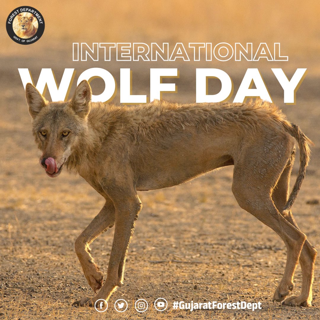 Happy International Wolf Day! 🌳🐺 Join us in Celebrating the Vital Role Wolves Play in Gujarat's Forests. Their Presence Reflects Nature's Harmony, a Testament to the Rich Biodiversity of the Region. Let's Stand Together for their Protection and Coexistence.