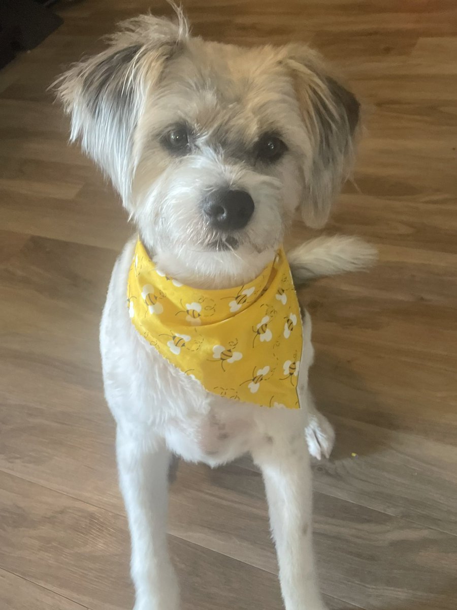 NolaTheMuttPup's tweet image. 💇🏻‍♀️ #spa #spaday #spaw #dogs