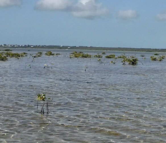 BonefishBananas's tweet photo. I’ve had to fiddle with image a bit but you can see a fair few tailing #bonefish front centre in this pic, a sight to gladden the heart of any tropical fly angler - why not come and find out for yourself? https://t.co/UMaBo8Lq2j