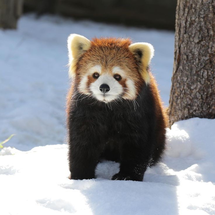 kun as panda tweet media