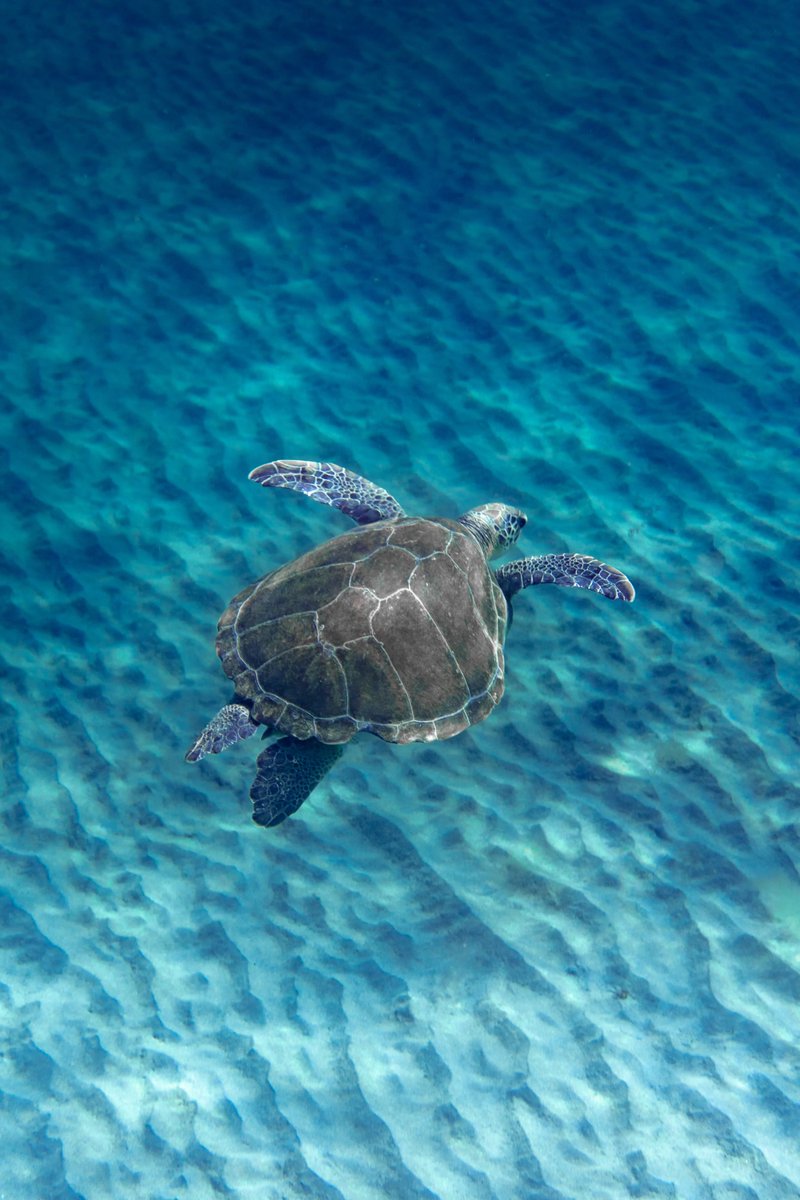 oceanlifenet's tweet image. Turtley awesome days in the ocean are always fin-tastic! 🌊🐢 #oceanlifenetwork #oceanlife #marinelife #turtle #turtlelove
