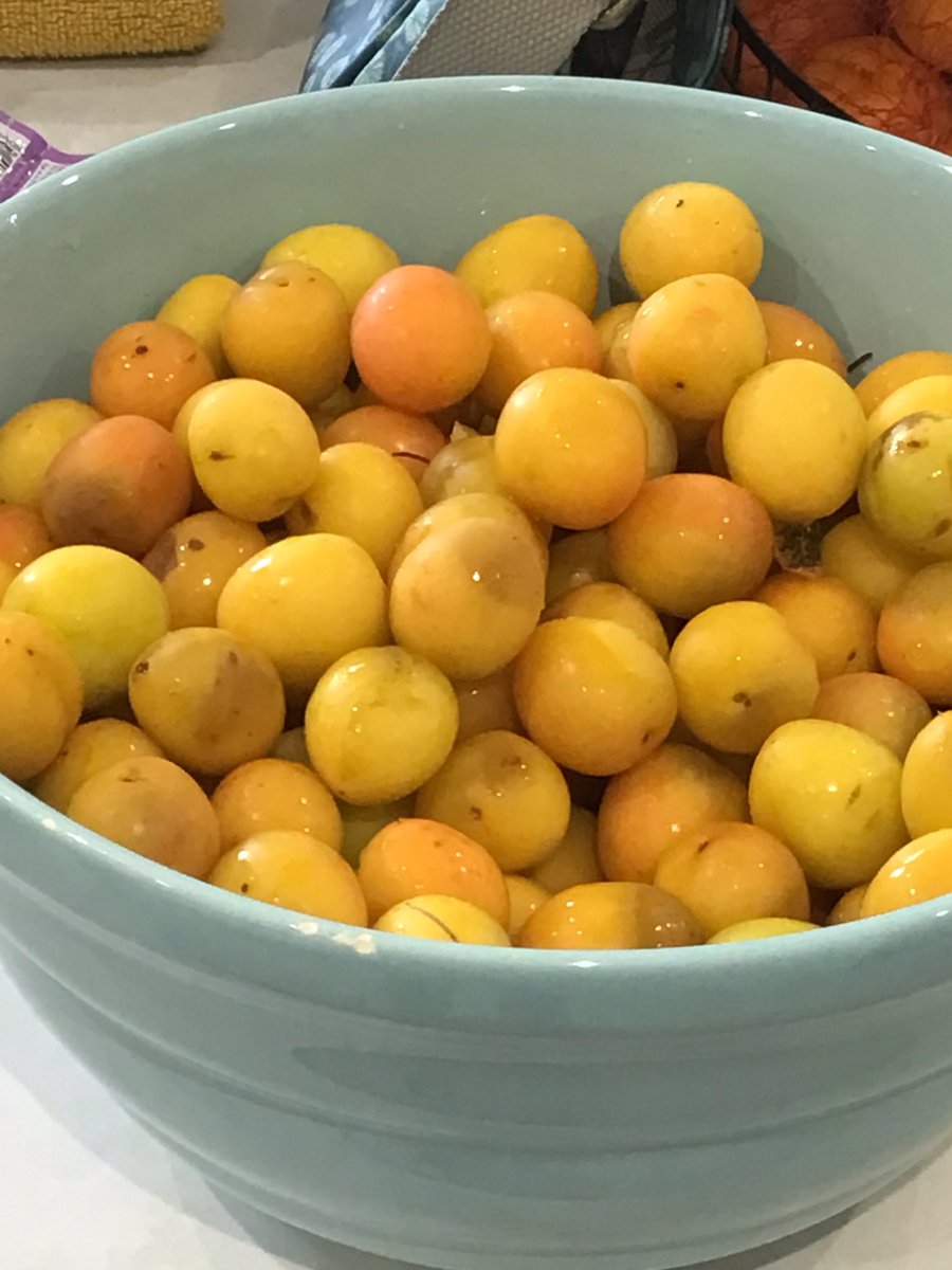 dannythoro's tweet image. #Mirabelle  plums a surprise in august