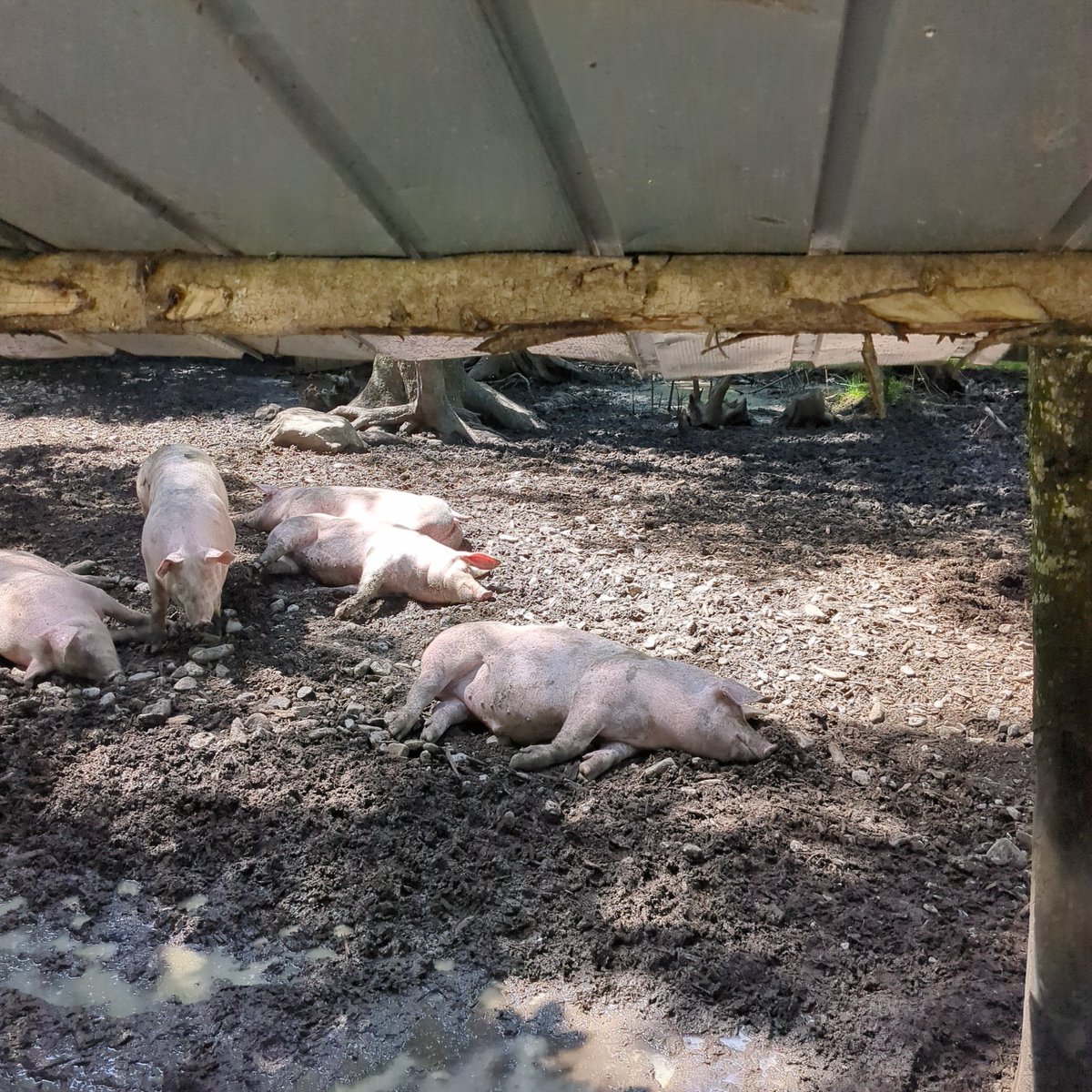 Man nennt das Sauwarm . ..