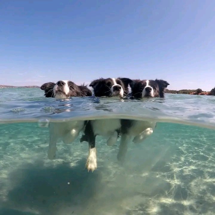 Swimming time🥰🥰
#BorderCollie