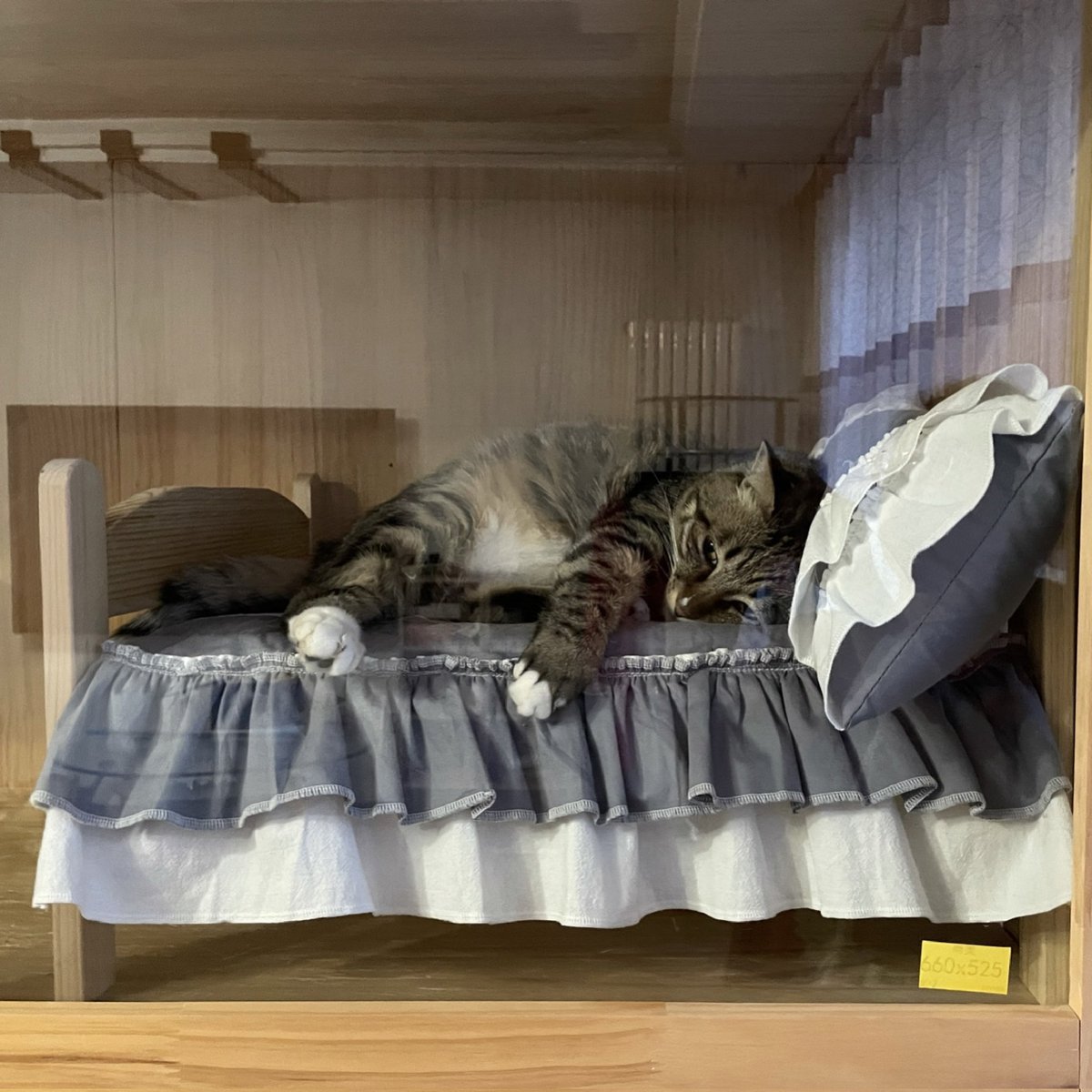 cleanse29's tweet image. Pet Luxury Princess Deluxe Bed Sofa Nest - Pet Couch Puppy Kitten Fleece Bed Sofa Kennel Nest Supplies Items Removable wooden

Original price: USD 167.51
Now price: USD 87.11

Click&amp;amp;Buy :s.click.aliexpress.com/e/_EJAqdnl

#heatedcat, #petshop, #catstore, #cutecat