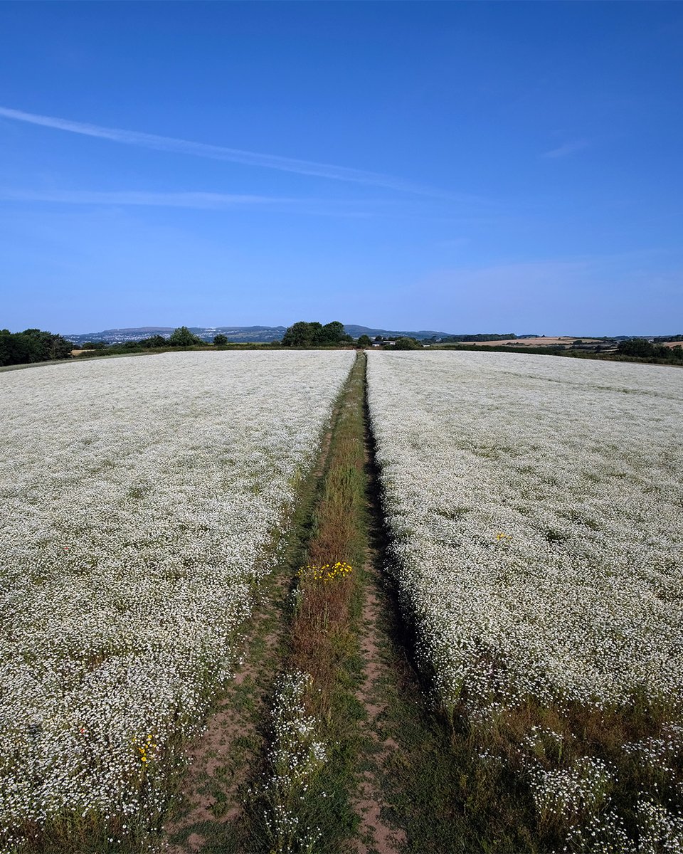 Eden Project tweet media