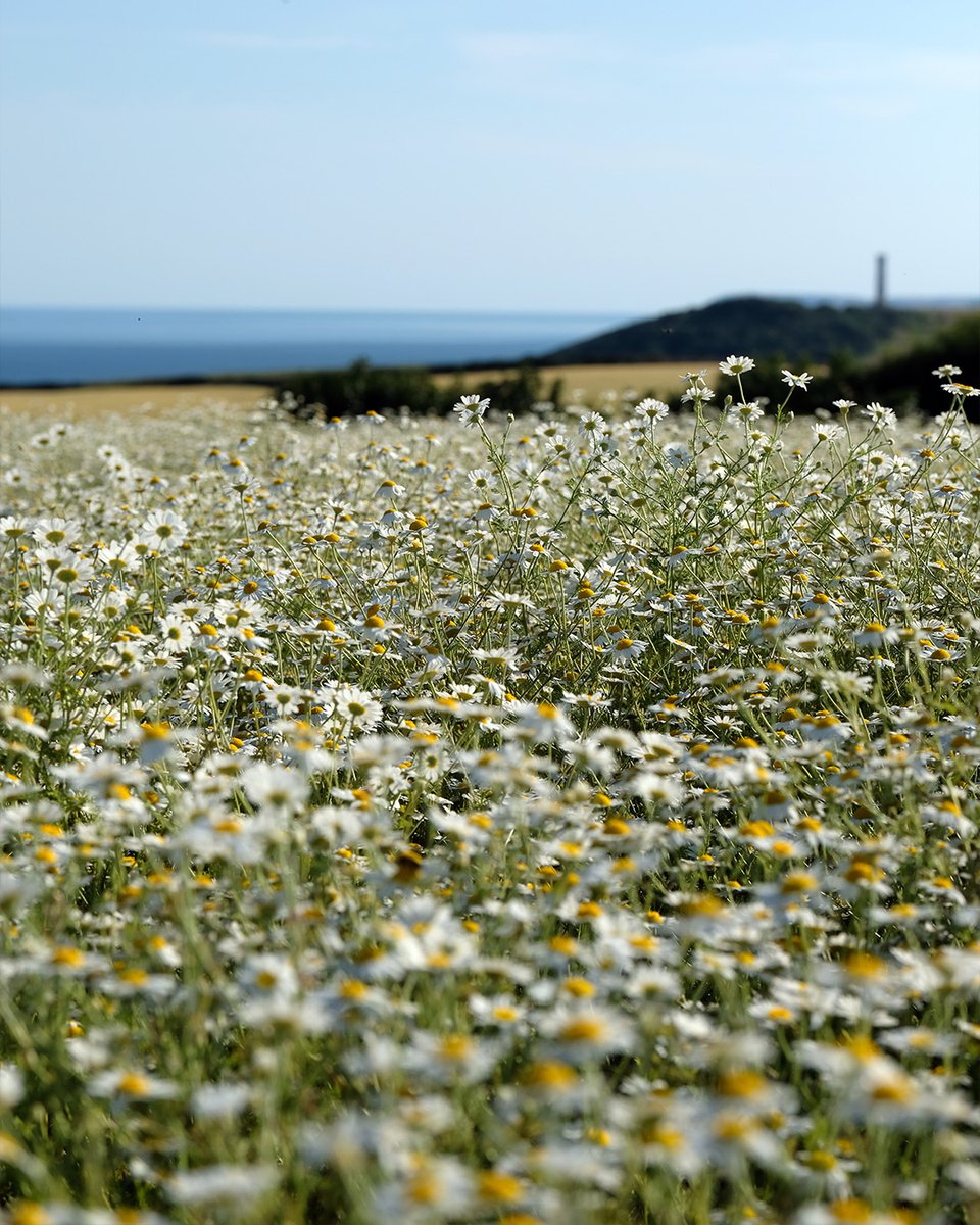 Eden Project tweet media