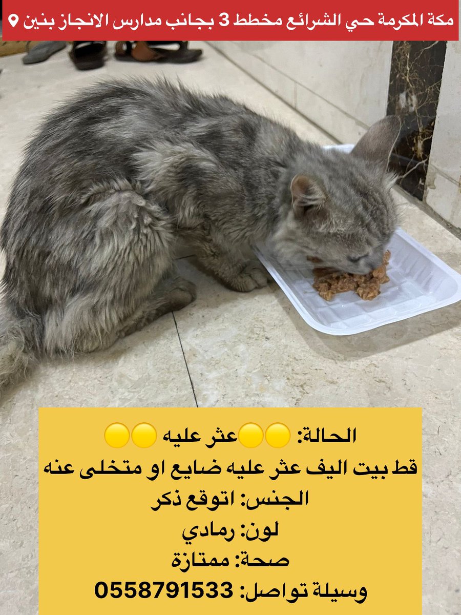 الحالة: 🟡🟡عثر عليه 🟡🟡
قط بيت اليف عثر عليه ضايع او متخلى عنه
#مكة_المكرمة 
حي: الشرائع مخطط 3
بجانب مدارس الانجاز الاهلية بنين
وسيلة تواصل: 0558791533
التفاصيل في الصورة
#قطط_مكة #قطط_مفقوده #قطط_ضايعه #قطط_للتبني 
<a href="/Judy1899/">قطط مكة المكرمة</a> <a href="/StoppIttt/">.</a> 
@soundsoul369 <a href="/ftomy2021/">فطومي 😻🐾🐾</a> <a href="/MissingCat4/">MissingCat</a>