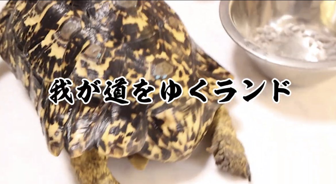 happy_kirichans's tweet image. 【女子生き物ラボ訪問 後編】

みんな大好きランド君がチョイチョイ登場する動画となっております🐢💨

youtu.be/kfB_OYhcKcw
🔺ミテネ