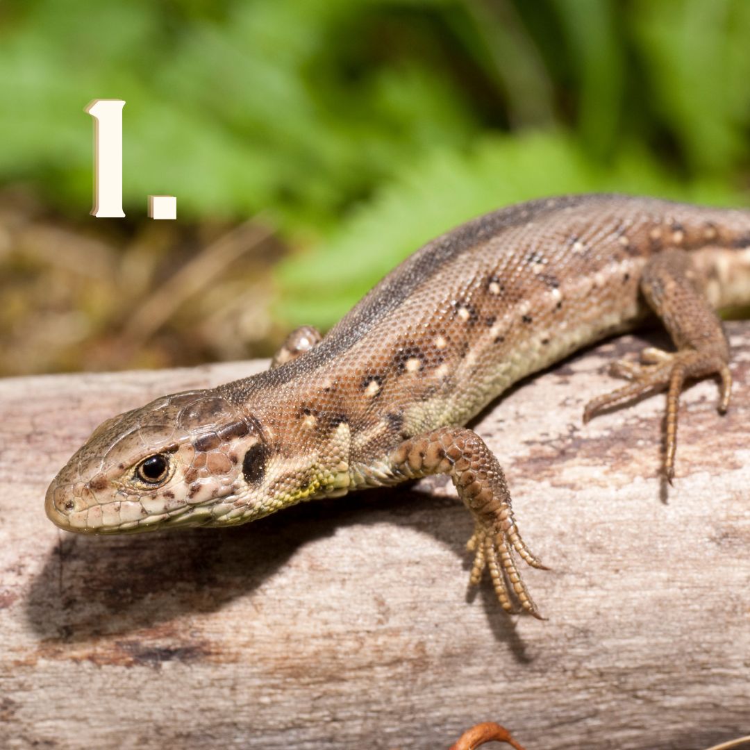 Zoo del Pirineu tweet media