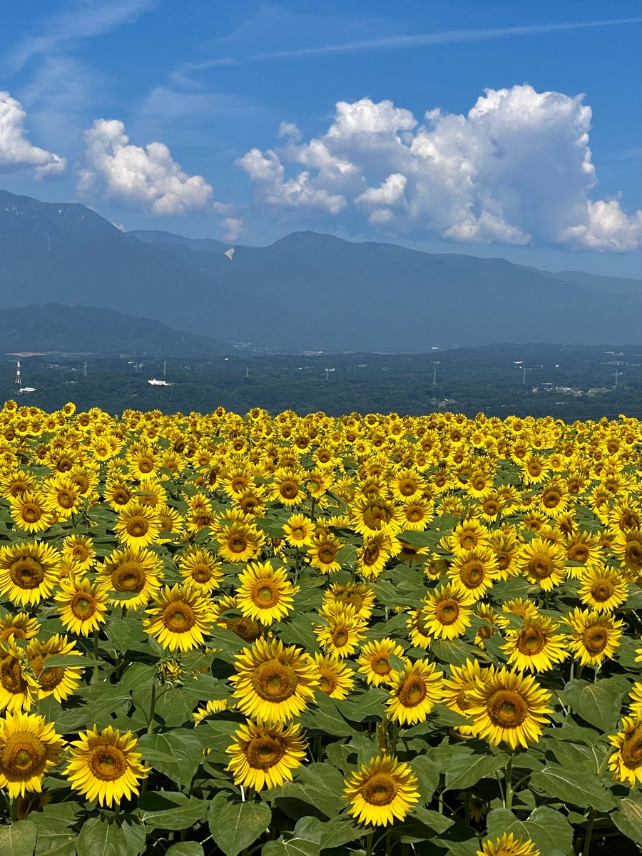 FukumaDC's tweet photo. 8月17日(木)まで休診とさせていただきます🏥☀️
ご迷惑をおかけします。
今後ともよろしくお願いします🌴🌴
#明野のひまわり#ふくま歯科クリニック https://t.co/TSDQMe7F7X