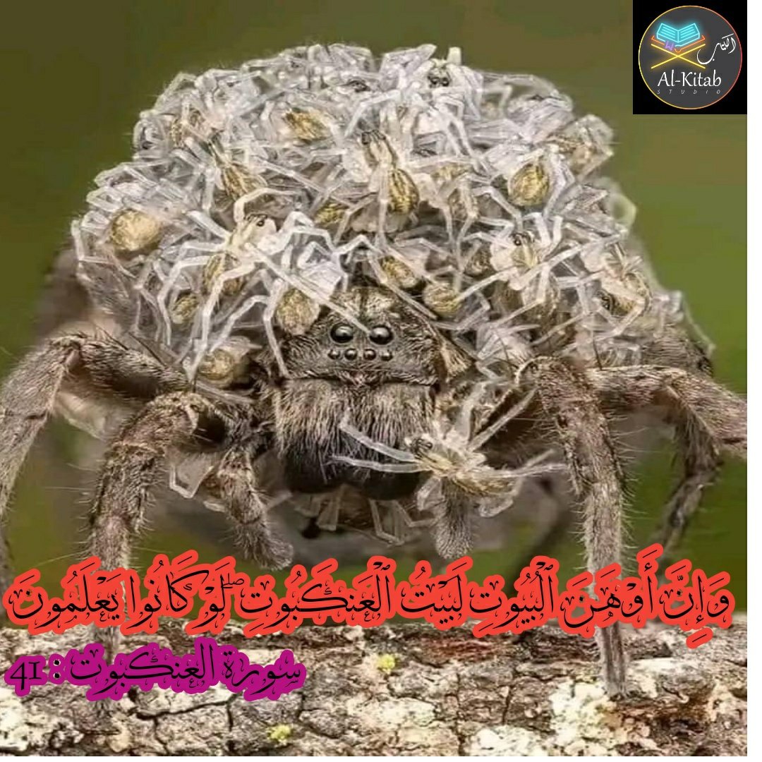 alkitabhind's tweet photo. مادہ مکڑی بچوں کو جنم دینے کے بعد نر کو مار کر گھر کے باہر پھینک دیتی ہے۔

 ● بچے بڑے ہونے کے بعد، ماں کو مار کر گھر سے باہر پھینک دعوت ہیں..ایک عجیب گھر، جو اب تک کے بدترین گھروں میں سے ایک ہے۔

 ● قرآن کریم نے اسے ایک آیت میں بیان کیا ہے۔
#Quran 
#قرآن https://t.co/c38H5HRJG0