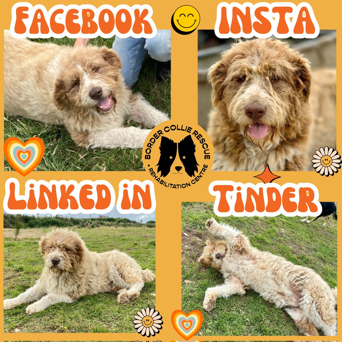 BERT 🧡🤍 wants to show you his different poses 🤣

Let's see your dogs, Facebook😁, Instagram📸, LinkedIn 🥸 or Tinder🙈 photos! 

#SundayFunday #SundaySmiles