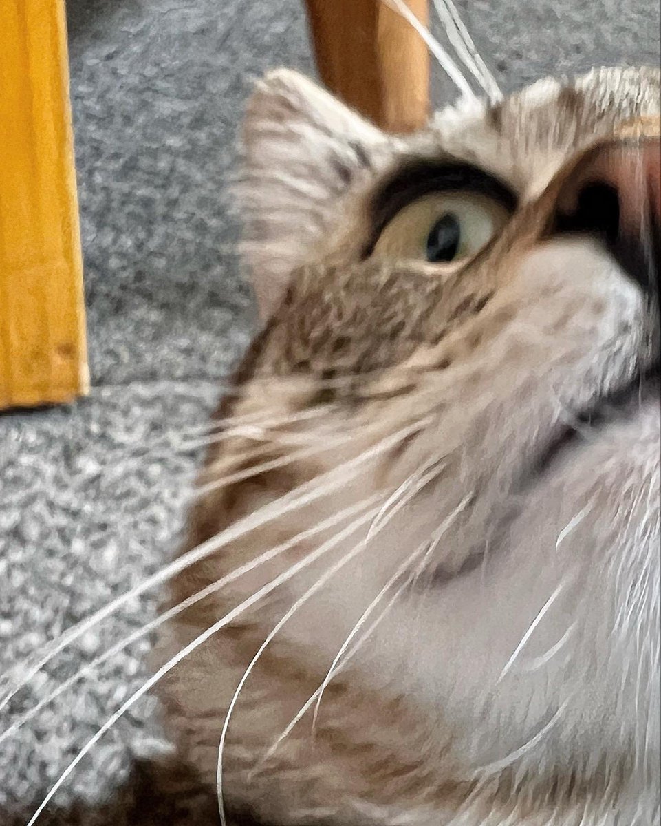 RenfrewCatman's tweet photo. I had the absolute pleasure of looking after Vincent and Biscuit this week. 
(Their theme song was “Vinny and the Bisc” 🎶 sung to the tune of Elton John’s ‘Bennie and the Jets’).
I love them 😻
Remember to get in touch if you need someone to feed your cats while you are away 🐾 https://t.co/SL3HdYvfQN